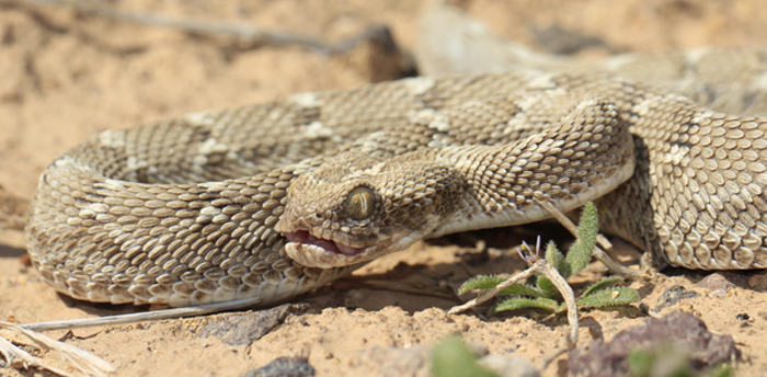 Nọc độc của rắn lục vảy cưa chứa một hỗn hợp hemotoxin và cytotoxin, có khả năng gây chảy máu nội tạng và làm tổn thương mô cơ. Loài rắn này thường hoạt động về đêm và có xu hướng tấn công khi bị đe dọa.(Ảnh:Wikipedia)