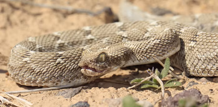 Nọc độc của rắn lục vảy cưa chứa một hỗn hợp hemotoxin và cytotoxin, có khả năng gây chảy máu nội tạng và làm tổn thương mô cơ. Loài rắn này thường hoạt động về đêm và có xu hướng tấn công khi bị đe dọa.(Ảnh:Wikipedia)