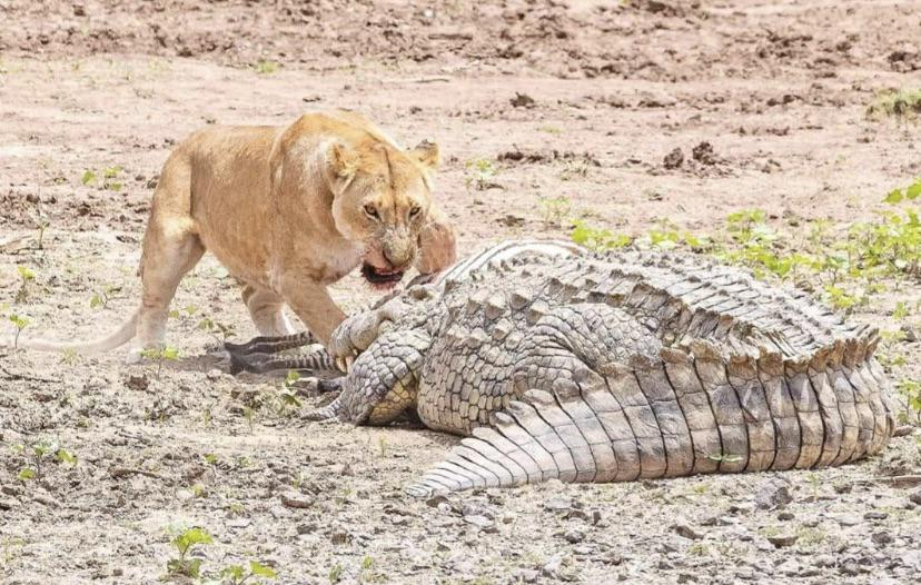 Trong một số trường hợp, cá sấu có thể thành công khi tấn công đơn lẻ, nhưng thường thì sức mạnh và sự phối hợp của bầy sư tử sẽ khiến cá sấu phải rút lui. Cuộc đối đầu giữa cá sấu và sư tử là một minh chứng rõ ràng cho thấy sự khắc nghiệt và tàn bạo của tự nhiên, nơi mà kẻ mạnh hơn sẽ chiếm ưu thế.(Ảnh: Reddit)