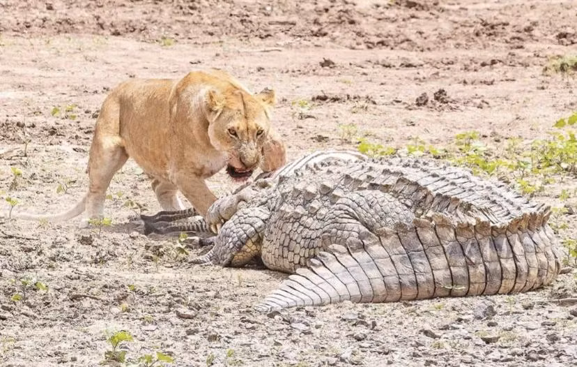 Trong một số trường hợp, cá sấu có thể thành công khi tấn công đơn lẻ, nhưng thường thì sức mạnh và sự phối hợp của bầy sư tử sẽ khiến cá sấu phải rút lui. Cuộc đối đầu giữa cá sấu và sư tử là một minh chứng rõ ràng cho thấy sự khắc nghiệt và tàn bạo của tự nhiên, nơi mà kẻ mạnh hơn sẽ chiếm ưu thế.(Ảnh: Reddit)