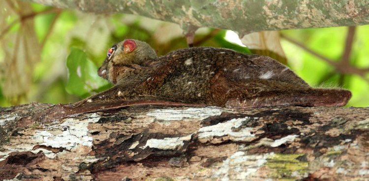 Chồn bay Sunda có phần đầu và thân dài từ 34 đến 38 cm, đuôi dài từ 24 đến 25 cm, và trọng lượng khoảng 0,9 đến 1,3 kg. (Ảnh: Coke Smith Wildlife)