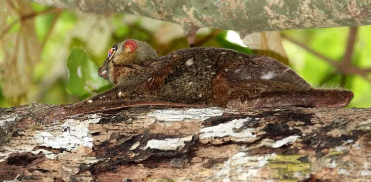 Chồn bay Sunda có phần đầu và thân dài từ 34 đến 38 cm, đuôi dài từ 24 đến 25 cm, và trọng lượng khoảng 0,9 đến 1,3 kg. (Ảnh: Coke Smith Wildlife)