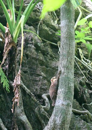 Chồn bay là loài sống trên cây, ăn thức ăn thực vật mềm và thường ngủ cuộn mình trong khe cây.(Ảnh: Coke Smith Wildlife)