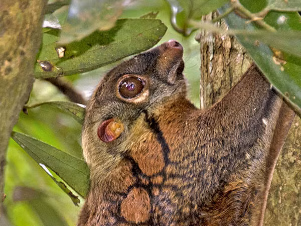 Chồn bay Sunda (Galeopterus variegatus) là loài vật kỳ lạ tại Việt Nam, là thú nhưng lại có "cánh" và có thể lượn như chim. (Ảnh: Ecology Asia)