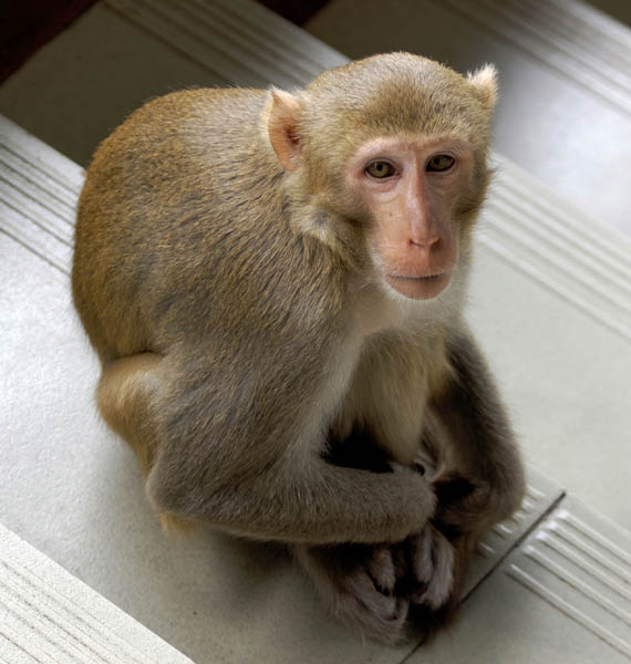 Thức ăn chủ yếu của khỉ vàng là quả, hạt, lá cây... Khỉ vàng phân bố ở nhiều khu vực rừng núi ở các tỉnh thành tại Việt Nam.(Ảnh: CABI Digital Library)