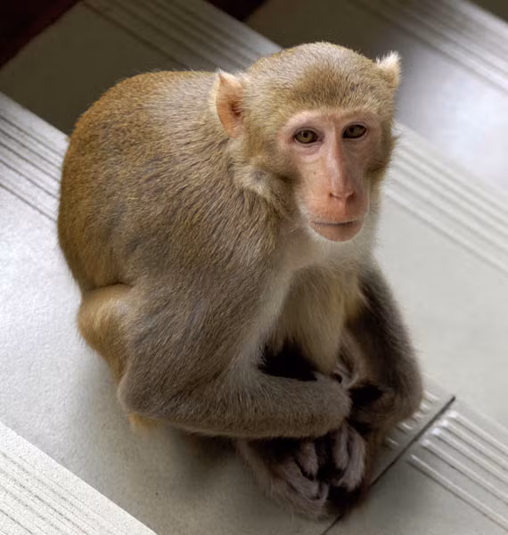 Thức ăn chủ yếu của khỉ vàng là quả, hạt, lá cây... Khỉ vàng phân bố ở nhiều khu vực rừng núi ở các tỉnh thành tại Việt Nam.(Ảnh: CABI Digital Library)