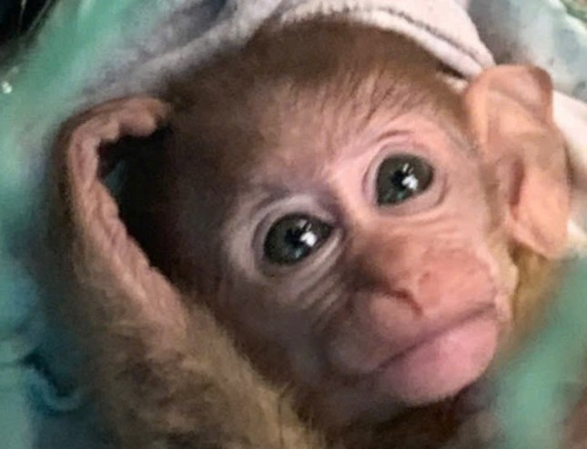 Sau khi chăm sóc, bà Nga đã liên hệ với Vườn Quốc gia Vũ Quang để bàn giao cá thể khỉ vàng quý hiếm này cho cơ quan chức năng thả về môi trường tự nhiên. (Ảnh: Báo Tiền phong)