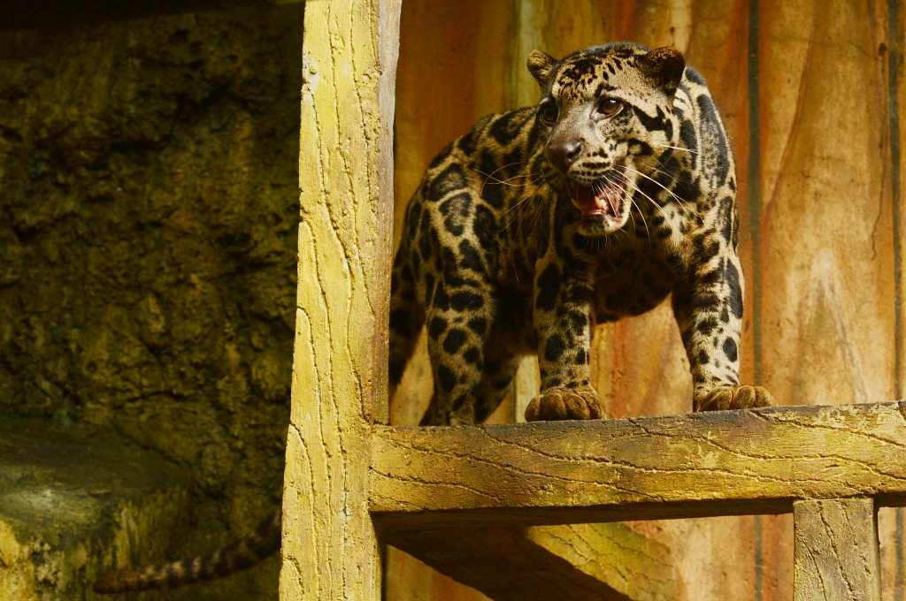 Việc xuất hiện trở lại của loài vật này không làm các nhà khoa học vui mừng mà thay vào đó, họ lo lắng vì những dấu chân của nó được phát hiện ở vùng núi cao thuộc dãy Himalaya, nơi không phải là môi trường sống thích hợp của chúng. (Ảnh: BioLib)