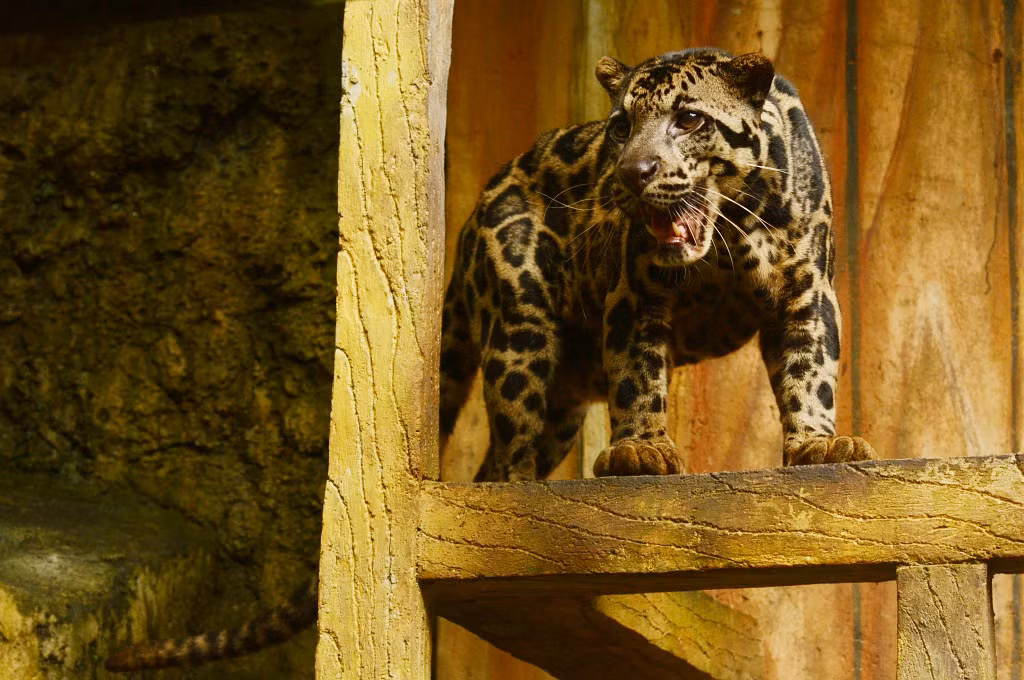 Việc xuất hiện trở lại của loài vật này không làm các nhà khoa học vui mừng mà thay vào đó, họ lo lắng vì những dấu chân của nó được phát hiện ở vùng núi cao thuộc dãy Himalaya, nơi không phải là môi trường sống thích hợp của chúng. (Ảnh: BioLib)