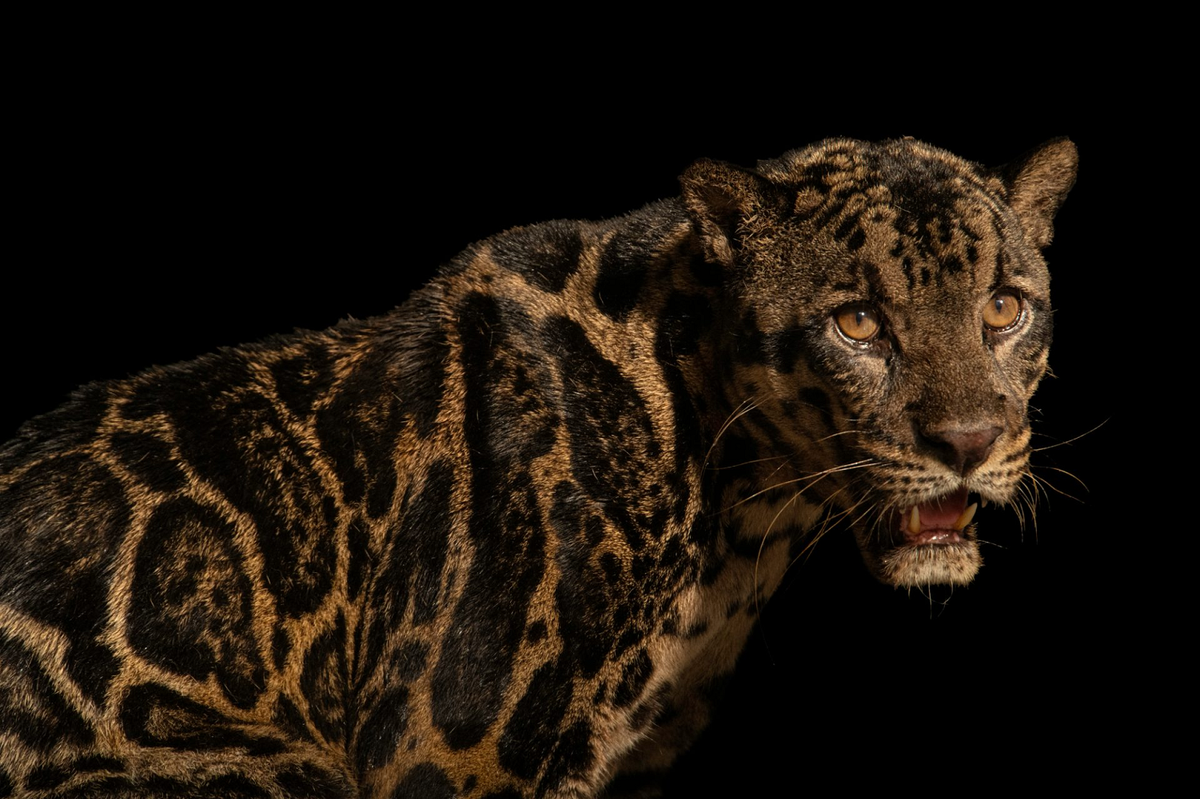 Nóng lên toàn cầu đã trở thành thách thức lớn nhất đe dọa sự sống trên Trái đất và đe dọa sự tồn tại của loài người.(Ảnh: Joel Sartore)