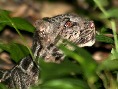 Hiện tượng này có thể là kết quả của biến đổi khí hậu toàn cầu, buộc loài này phải di cư đến những nơi cao hơn và lạnh hơn để tìm thức ăn và nơi trú ẩn. (Ảnh: Ecology Asia)