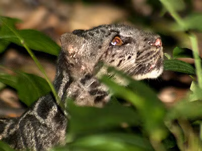 Hiện tượng này có thể là kết quả của biến đổi khí hậu toàn cầu, buộc loài này phải di cư đến những nơi cao hơn và lạnh hơn để tìm thức ăn và nơi trú ẩn. (Ảnh: Ecology Asia)