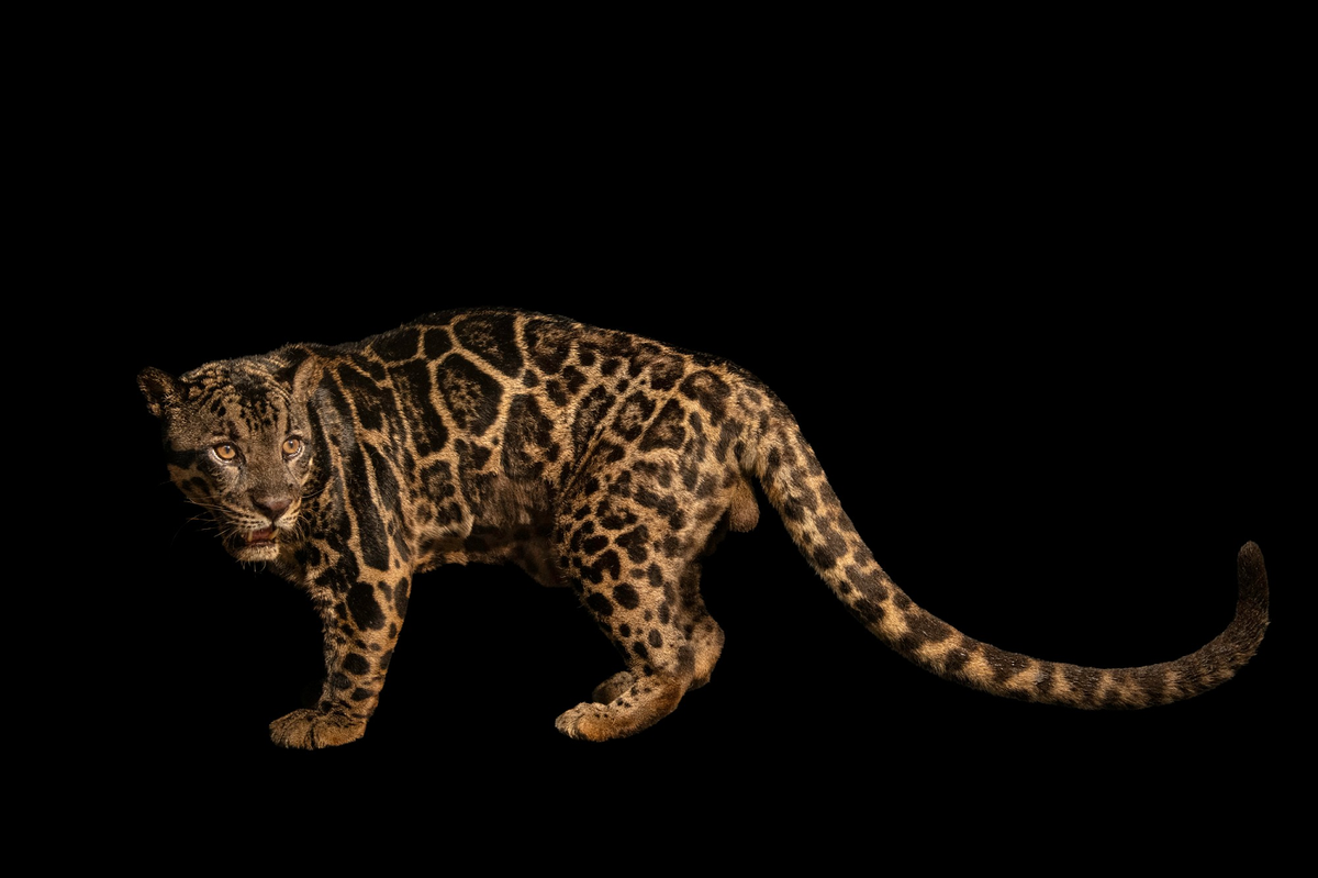 Biến đổi khí hậu không chỉ đe dọa môi trường sống của các loài động vật mà còn ảnh hưởng nghiêm trọng đến con người. (Ảnh: Joel Sartore)