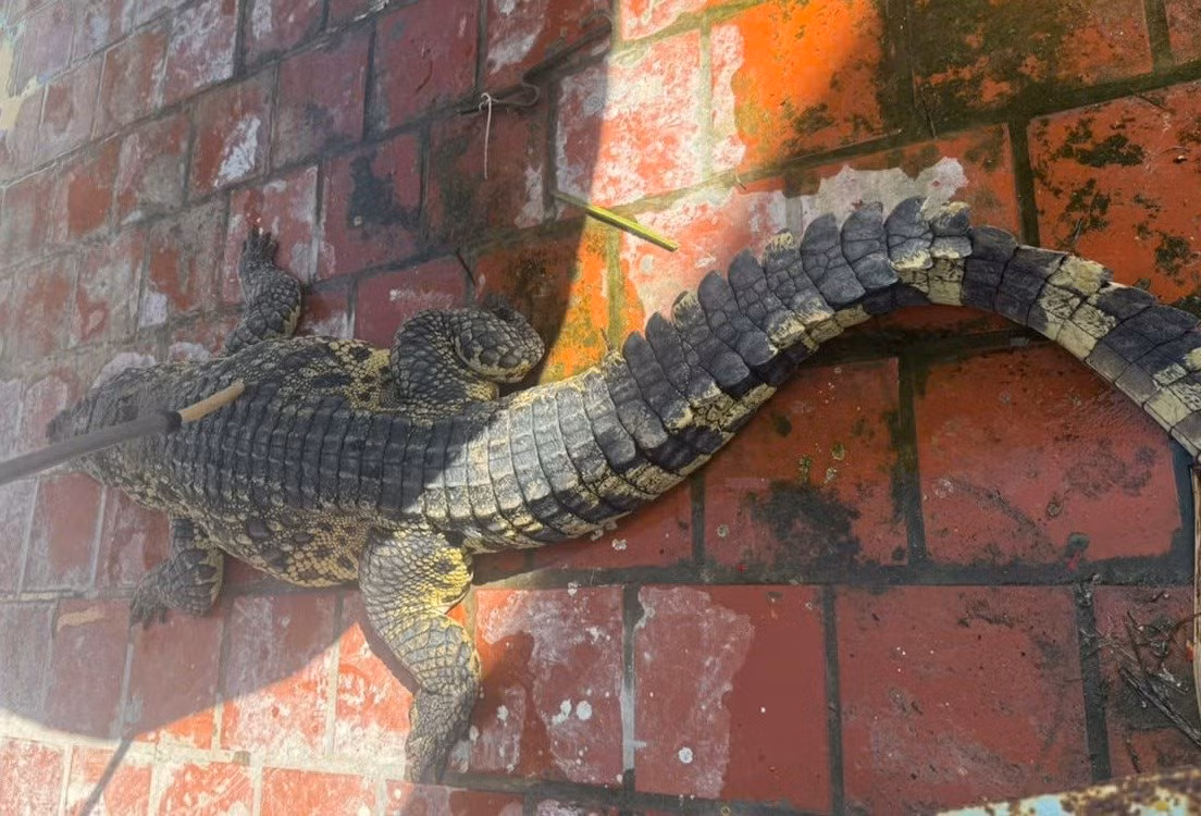 Vào chiều ngày 18/11, ông Trần Thiện Thanh, Chủ tịch UBND phường Nhà Mát (TP. Bạc Liêu, tỉnh Bạc Liêu), thông báo rằng một cá thể cá sấu nước ngọt nặng gần 100kg đã được bắt tại bãi biển khóm Nhà Mát. Cá thể này được ngư dân đánh bắt thủy sản trên biển mang vào và được ông N.X.P, Tổng Giám đốc một công ty đóng trên địa bàn, nhận nuôi tạm thời trong khi chờ cơ quan chức năng xử lý. (Ảnh: Báo Công lý)