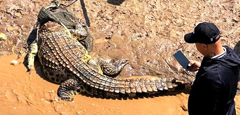 Nhận thấy cá sấu là loài quý hiếm và trong tình trạng sức khỏe yếu, ông P. đã trình báo chính quyền địa phương. Chi Cục kiểm lâm tỉnh Bạc Liêu phối hợp với UBND phường Nhà Mát đã đến hiện trường và quyết định giao cá thể cá sấu cho ông P. nuôi dưỡng tạm thời do cơ sở của ông có điều kiện nuôi nhốt an toàn. Nguồn gốc của cá thể cá sấu đang được cơ quan chức năng điều tra, xác minh. (Ảnh: Báo Lao động)