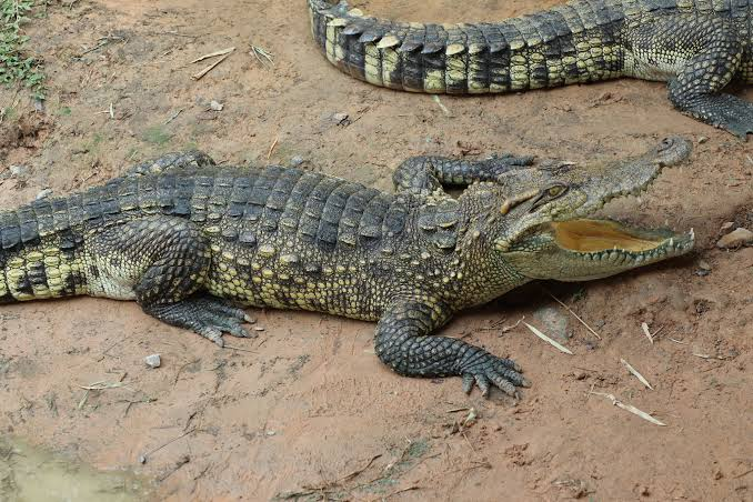 Cá sấu Xiêm trưởng thành có chiều dài không quá 3m, toàn thân phủ tấm sừng, đuôi cao to, chân sau có màng bơi nối giữa các ngón, thân màu xám.(Ảnh: Mekong Fish Network)