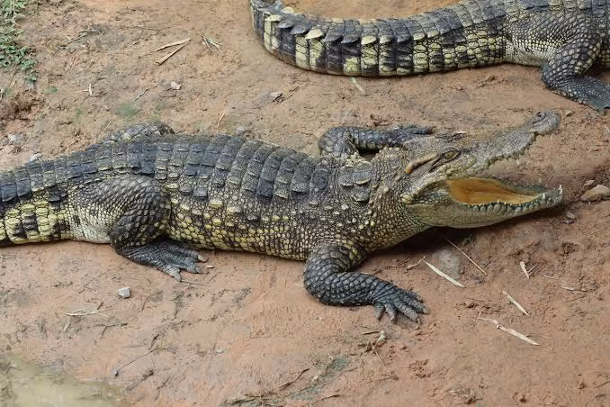 Cá sấu Xiêm trưởng thành có chiều dài không quá 3m, toàn thân phủ tấm sừng, đuôi cao to, chân sau có màng bơi nối giữa các ngón, thân màu xám.(Ảnh: Mekong Fish Network)