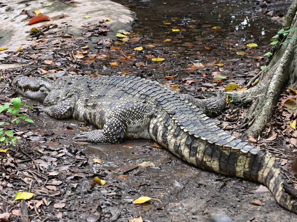 Cá sấu Xiêm sống chủ yếu trong nước. Chỉ những ngày nắng nóng mới lên cạn để tự điều chỉnh thân nhiệt.(Ảnh: ZOOINSTITUTES)