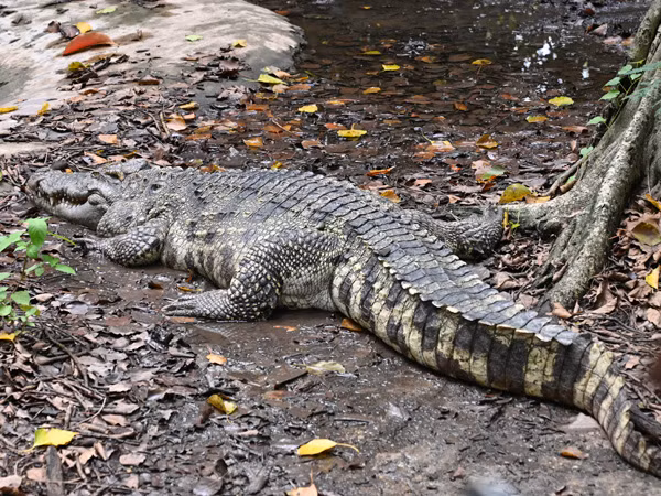 Cá sấu Xiêm sống chủ yếu trong nước. Chỉ những ngày nắng nóng mới lên cạn để tự điều chỉnh thân nhiệt.(Ảnh: ZOOINSTITUTES)