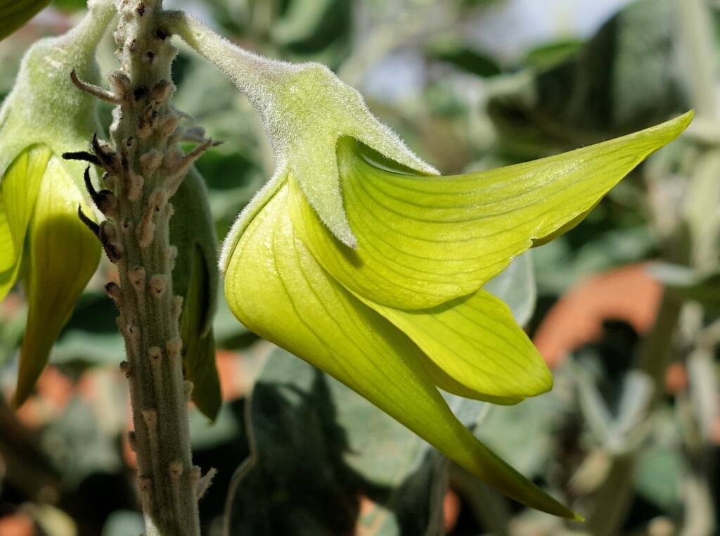 Tại vùng đất rộng lớn phía bắc Australia, có một loài hoa kỳ diệu thu hút sự chú ý của bất kỳ ai may mắn được nhìn thấy. Đó chính là loài hoa chim xanh, hay còn được biết đến với tên khoa học là Crotalaria Cunninghamii. Loài hoa này không chỉ gây ấn tượng bởi vẻ đẹp độc đáo mà còn có giá trị dược liệu quý giá. (Ảnh: speedy-seeds.co.uk)