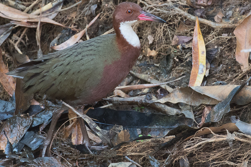 Loài này sống ở quần đảo san hô ngoài khơi bờ biển đông nam châu Phi, gần Madagascar.(Ảnh: Observation)