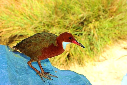 Thích nghi tốt với môi trường mặt đất, chúng tìm kiếm thức ăn trong bùn và vùng nước cạn, làm tổ trên mặt đất hoặc bụi cây thấp.(Ảnh: Animal Pictures Archive)