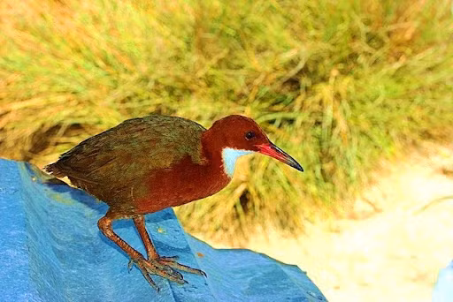 Thích nghi tốt với môi trường mặt đất, chúng tìm kiếm thức ăn trong bùn và vùng nước cạn, làm tổ trên mặt đất hoặc bụi cây thấp.(Ảnh: Animal Pictures Archive)