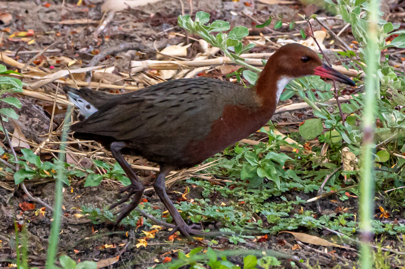 Nghiên cứu năm 2019 phát hiện hóa thạch cho thấy loài chim này từng tồn tại trước khi đảo san hô Aldabra ngập dưới nước 136.000 năm trước. (Ảnh: Observation)