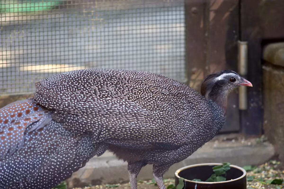 Trĩ sao Việt Nam, với tên khoa học là Rheinardia ocellata, là một trong những loài chim đặc hữu và quý hiếm nhất của khu vực Đông Nam Á. Được Sách Đỏ của Liên minh Bảo tồn Thiên nhiên Quốc tế (IUCN) phân hạng CR - Cực kỳ nguy cấp, loài này chỉ tồn tại tại hai quốc gia trên thế giới: Việt Nam và Lào. (Ảnh: Earth Life)