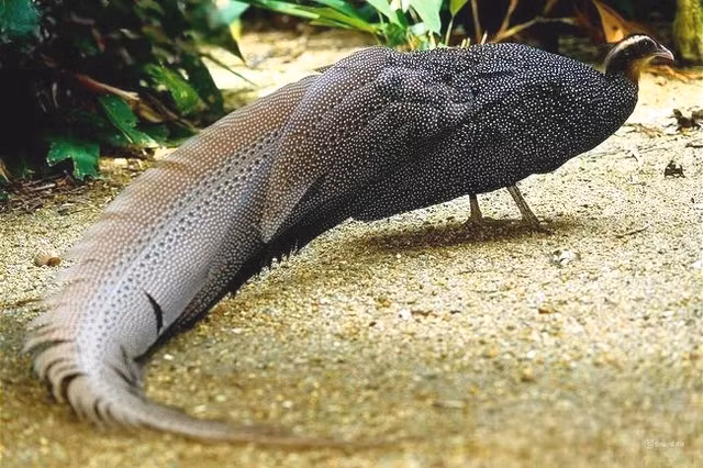 Loài chim này sống trong các khu rừng thường xanh nguyên sinh và thứ sinh, từ mực nước biển lên đến 1.900 mét trên Cao nguyên Đà Lạt. Chúng ăn tạp, tiêu thụ lá cây, quả mọng, côn trùng, ấu trùng và các loài động vật lưỡng cư nhỏ.(Ảnh: Fletcher &amp; Baylis/Arkive)