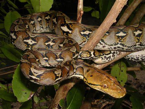 2. Trăn gấm (Python reticulatus): Trăn gấm, hay còn gọi là trăn lưới, là loài trăn dài nhất thế giới, có thể đạt chiều dài lên tới 10 mét. Màu sắc của trăn gấm rất đa dạng, từ nâu, vàng, xám đến các họa tiết phức tạp trên da tạo nên vẻ đẹp độc đáo. Loài này thường sống ở các khu rừng nhiệt đới, gần các nguồn nước như sông, hồ và đầm lầy.(Ảnh: AnimalXop)