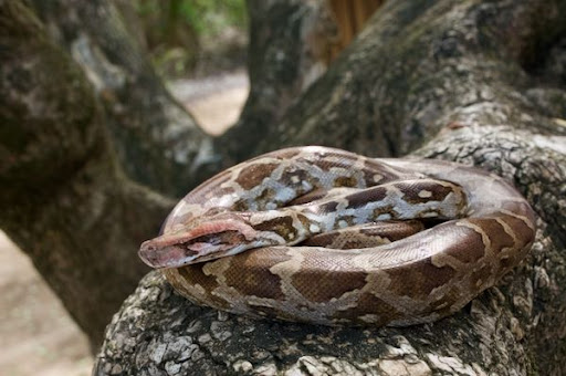 1. Trăn đất (Python molurus): Trăn đất, hay còn gọi là trăn Ấn Độ, là thành viên của "tam đại mãng xà" nổi tiếng thế giới. Loài này có thể đạt chiều dài lên đến 6 mét và nặng hơn 90 kg. Trăn đất có màu sắc chủ yếu là màu nâu với các mảng đen và xám, giúp chúng ngụy trang hiệu quả trong môi trường tự nhiên. (Ảnh: Wild Herps)