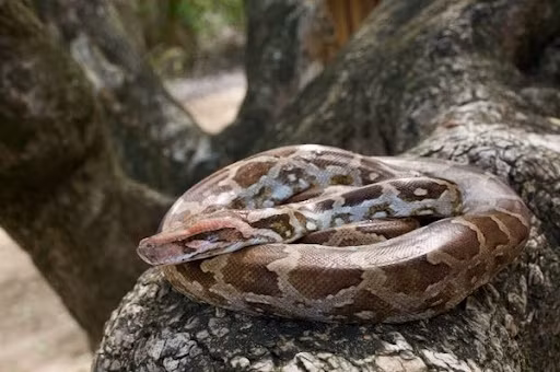 1. Trăn đất (Python molurus): Trăn đất, hay còn gọi là trăn Ấn Độ, là thành viên của "tam đại mãng xà" nổi tiếng thế giới. Loài này có thể đạt chiều dài lên đến 6 mét và nặng hơn 90 kg. Trăn đất có màu sắc chủ yếu là màu nâu với các mảng đen và xám, giúp chúng ngụy trang hiệu quả trong môi trường tự nhiên. (Ảnh: Wild Herps)
