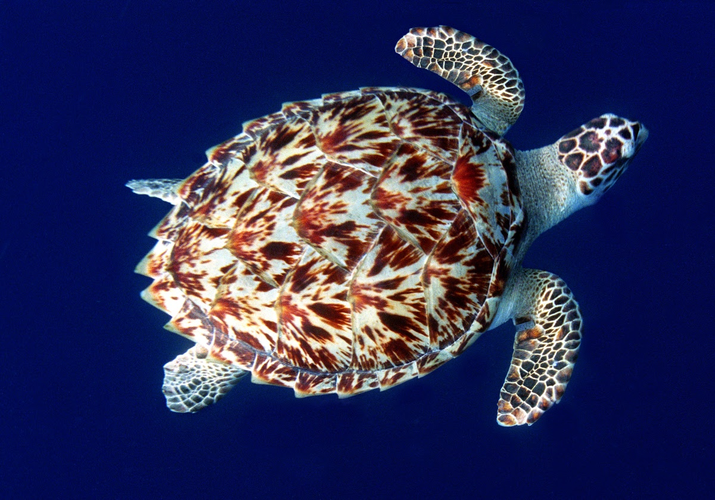 Loài rùa này thường sống ở các rạn san hô, vùng biển nông và khu vực gần bờ. Chúng có khả năng bơi lội tuyệt vời và thường di chuyển hàng nghìn km giữa các vùng biển khác nhau trong quá trình tìm kiếm thức ăn và đẻ trứng.(Ảnh: Google Arts &amp; Culture)