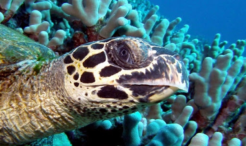 Mùa sinh sản của đồi mồi thường diễn ra vào khoảng tháng 4 đến tháng 11. Con cái thường lên bờ để đẻ trứng tại các bãi biển cát mịn. Sau khi đẻ khoảng 100-200 trứng, chúng che phủ tổ bằng cát để bảo vệ trứng khỏi kẻ thù và điều kiện thời tiết khắc nghiệt. Trứng sẽ nở sau khoảng 60 ngày và những con rùa con sẽ tự bò ra biển, bắt đầu cuộc sống mới.(Ảnh: Facts About Animals)