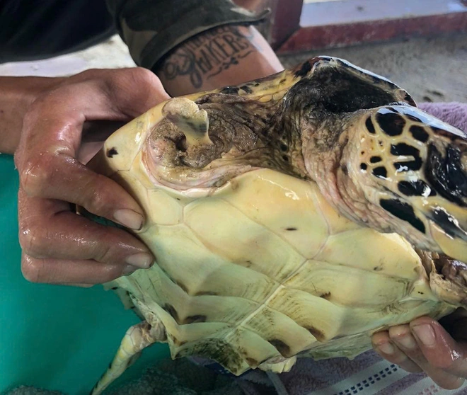 Hiện nhóm cứu hộ đã sát khuẩn, sơ cứu cho đồi mồi và sẽ theo dõi thêm. (Ảnh: Người lao động)