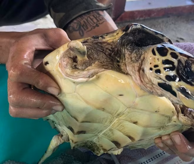 Hiện nhóm cứu hộ đã sát khuẩn, sơ cứu cho đồi mồi và sẽ theo dõi thêm. (Ảnh: Người lao động)