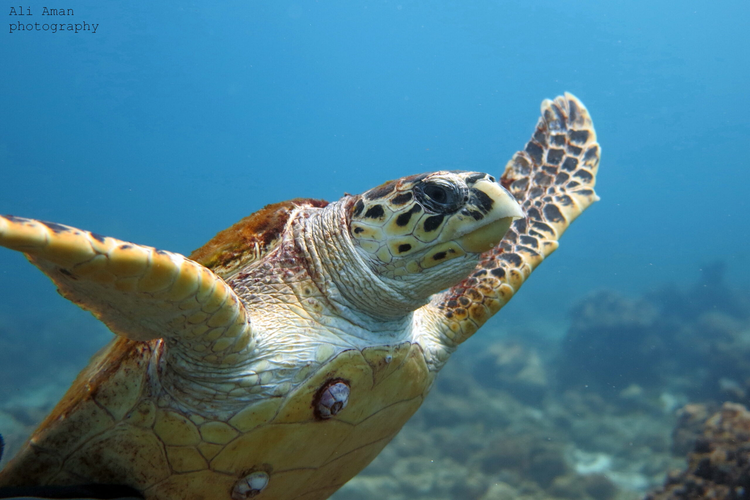 Mặc dù đồi mồi có giá trị sinh học và vẻ đẹp đặc biệt, nhưng chúng đang đối mặt với nguy cơ tuyệt chủng nghiêm trọng. Nguyên nhân chính bao gồm mất môi trường sống, ô nhiễm biển, khai thác quá mức và biến đổi khí hậu. Nhiều bãi biển đẻ trứng của đồi mồi đã bị xâm hại bởi con người, khiến số lượng trứng nở giảm mạnh. Ngoài ra, việc săn bắt và buôn bán mai rùa cũng góp phần làm giảm số lượng loài này.(Ảnh: (Ảnh: bnature)