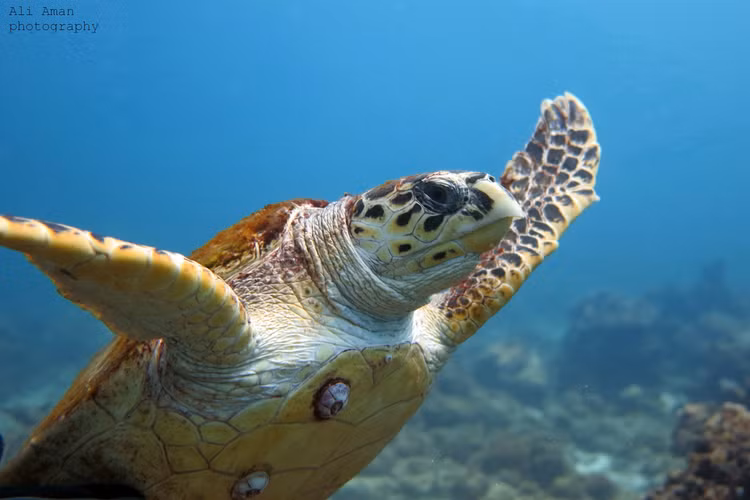 Mặc dù đồi mồi có giá trị sinh học và vẻ đẹp đặc biệt, nhưng chúng đang đối mặt với nguy cơ tuyệt chủng nghiêm trọng. Nguyên nhân chính bao gồm mất môi trường sống, ô nhiễm biển, khai thác quá mức và biến đổi khí hậu. Nhiều bãi biển đẻ trứng của đồi mồi đã bị xâm hại bởi con người, khiến số lượng trứng nở giảm mạnh. Ngoài ra, việc săn bắt và buôn bán mai rùa cũng góp phần làm giảm số lượng loài này.(Ảnh: (Ảnh: bnature)