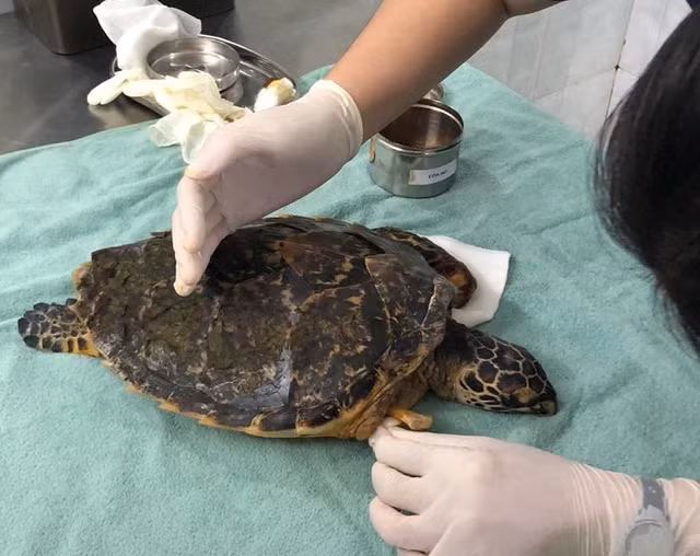 Nhân viên này đã báo cho Trung Tâm Giáo dục Thiên nhiên (ENV) và nhóm cứu hộ sinh vật biển Sasa đã tiếp nhận con vật. Đồi mồi nặng 1,7 kg, mất chi trái trước và chi phải sau, chi phải trước bị thương nặng. X-quang cho thấy có nhiều dị vật trong hệ tiêu hóa của nó. (Ảnh: Người lao động)