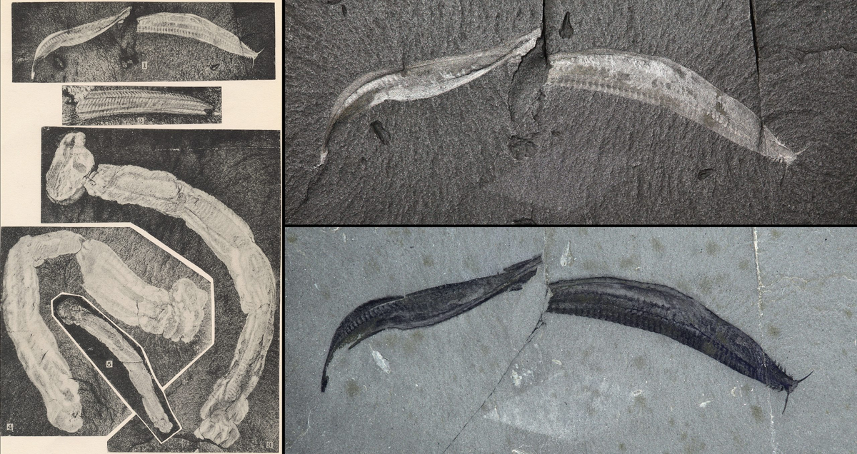 Theo thời gian, dây sống này đã phát triển thành cấu trúc cột sống phức tạp hơn, đặt nền móng cho sự tiến hóa của các loài động vật có xương sống, bao gồm cả loài người. (Ảnh: The Burgess Shale)