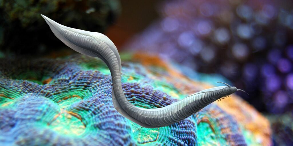 Điều này cho thấy rằng tổ tiên của chúng ta không chỉ là những loài vượn mà còn có nguồn gốc sâu xa từ các loài côn trùng biển nhỏ bé này. (Ảnh: Prehistoric Life)