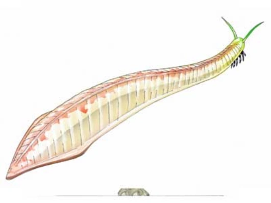 Phát hiện về hóa thạch Picaia gracilis đã mang lại một góc nhìn hoàn toàn mới về tiến trình tiến hóa của loài người. Từ những sinh vật biển cổ xưa có dây sống, qua hàng triệu năm, con người và nhiều loài động vật khác đã tiến hóa thành các loài có cấu trúc sinh học phức tạp hơn. (Ảnh: Dinopedia)