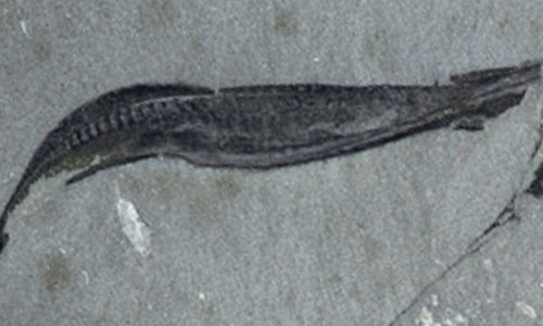 Trong một phát hiện khoa học gây chấn động, các nhà khảo cổ học đã khai quật hóa thạch của loài bọ không mặt Picaia gracilis, mang đến những tiết lộ bất ngờ về tổ tiên xa xưa của loài người. Hóa thạch này được phát hiện ở Burgess Shale, thuộc dãy núi Rockies ở Canada, và có niên đại khoảng 505 triệu năm, điều này đã thay đổi hoàn toàn hiểu biết của chúng ta về tiến trình tiến hóa. (Ảnh: The Burgess Shale)