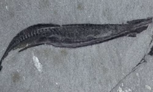 Trong một phát hiện khoa học gây chấn động, các nhà khảo cổ học đã khai quật hóa thạch của loài bọ không mặt Picaia gracilis, mang đến những tiết lộ bất ngờ về tổ tiên xa xưa của loài người. Hóa thạch này được phát hiện ở Burgess Shale, thuộc dãy núi Rockies ở Canada, và có niên đại khoảng 505 triệu năm, điều này đã thay đổi hoàn toàn hiểu biết của chúng ta về tiến trình tiến hóa. (Ảnh: The Burgess Shale)