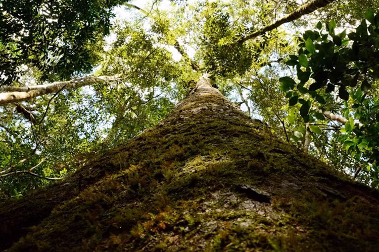 Đây là loài cây có nguồn gen quý hiếm, với lá hình dải mác và được xếp vào loài hiếm, mức độ đe dọa có thể bị tuyệt chủng. (Ảnh: asean travel)