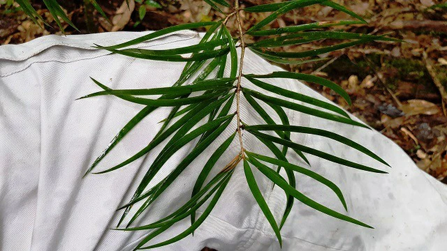 Loài cây này sinh trưởng rất chậm, mất hàng nghìn năm để trở thành cây cổ thụ.(Ảnh: Dân Việt)