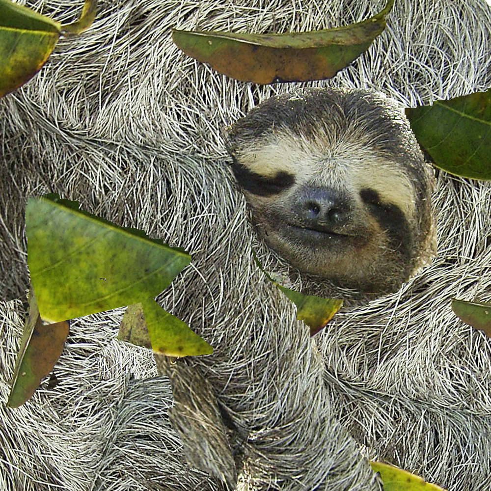 Chúng sở hữu khối lượng cơ ít hơn 30% so với các loài cùng kích thước, sử dụng ít năng lượng để giữ ấm cơ thể nhờ khả năng điều chỉnh nhiệt độ.(Ảnh: Anna Torkkel)