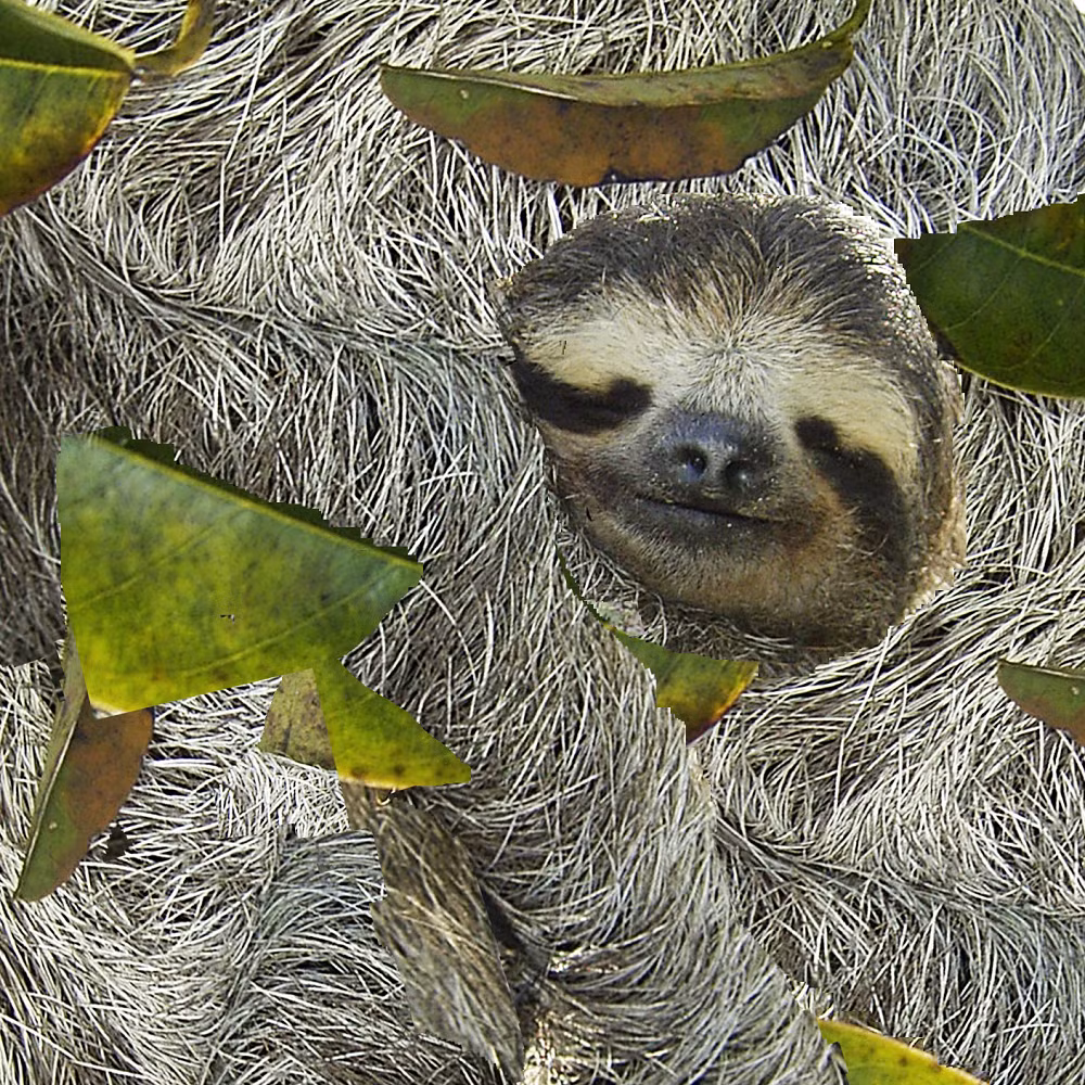 Chúng sở hữu khối lượng cơ ít hơn 30% so với các loài cùng kích thước, sử dụng ít năng lượng để giữ ấm cơ thể nhờ khả năng điều chỉnh nhiệt độ.(Ảnh: Anna Torkkel)