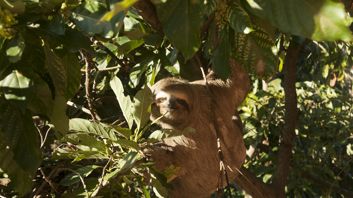 Dù có vẻ lười biếng, con lười đã tồn tại trên Trái đất tới 64 triệu năm, chứng tỏ sự tiến hóa thông minh và thích nghi đặc biệt với môi trường sống khắc nghiệt của chúng.(Ảnh: Pixabay)